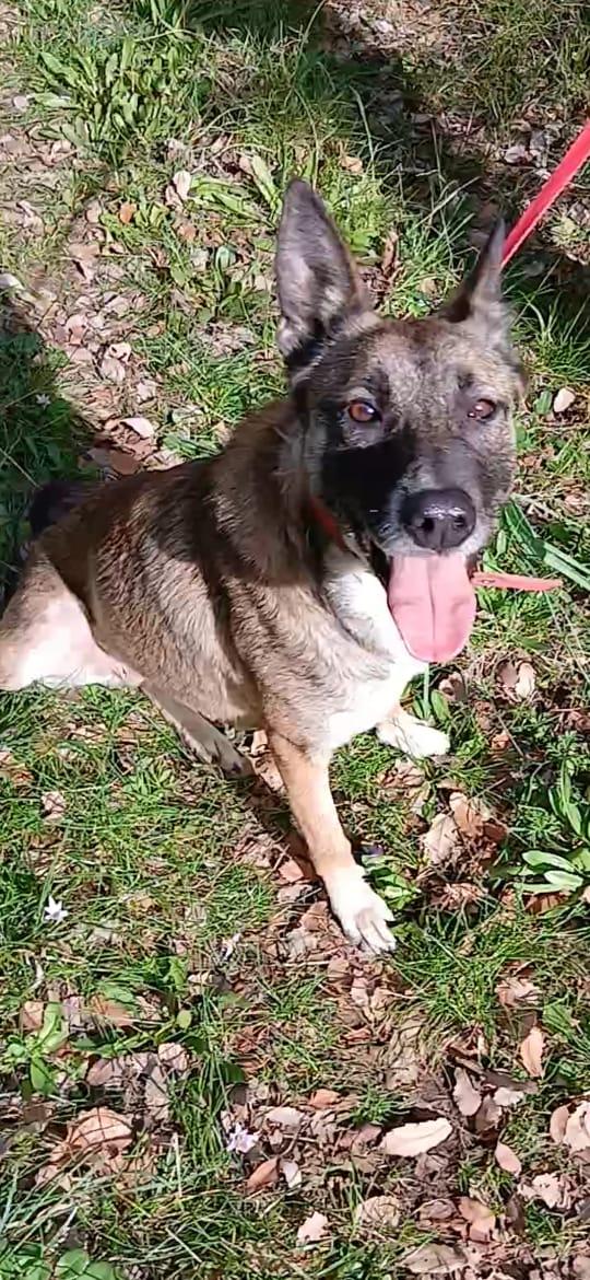 Kira, un'energica e dolcissima simil Malinois Foto 2